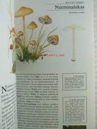 Sienestäjän tietokirja - Tunnista, poimi, herkuttele
