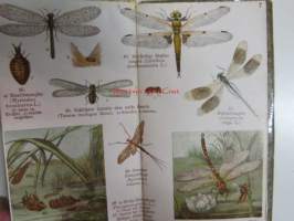Schreibers kleiner atlas der INSEKTEN tausendiüssler und spinnen- Hyönteiset, tuhatjalkaiset ja hämähäkit, korennot