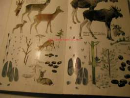 Pohjolan nisäkkäät. (Mammals of Northern Europe)