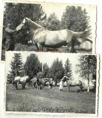 Talon hevoset  - valokuva   2 kpl