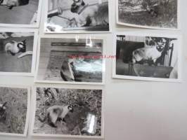 Rotu-kissaelämää -valokuvasarja 19 kpl