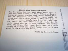 American Wildlife: Black Bear, Mustakarhu, 1981, USA, ensipäiväkortti, FDC, hieno. Katso myös muut kohteeni, mm. noin 1 200 erilaista amerikkalaista