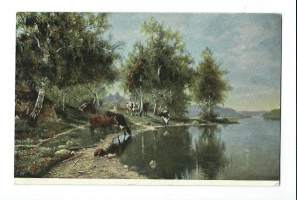 Lehmät juomassa - Edv Bergh - postikortti kulkenut 1907