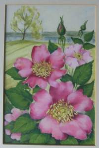 Irma Salmi , postikortin originaali n 24x30 cm ulkomitat kehystetty / Irma Salmi (s. 10. joulukuuta 1910 Helsinki) oli suomalainen kuvittaja. Hän kuvitti kirjoja,