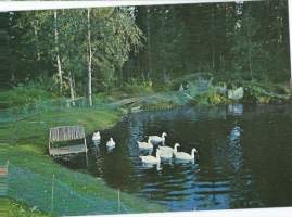 Vierumäki - paikkakuntapostikortti postikortti kulkematon