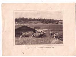 Kotoista  karjaa  Kuloveden rantamilla,  painokuva