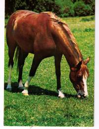 Postikortti: hevonen syö  laitumella  rauhassa