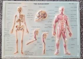 THE HUMAN BODY. Ihmisen luut ja lihakset. Taulu 1.