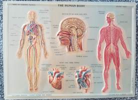 THE HUMAN BODY. Ihmisen verenkiero, pään ja kaulan osat, hermosto, sydän ja suuret verisuonet. Taulu 2.