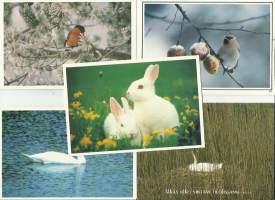 Lintuja ja puput  5 kpl erä eläinpostikortti postikortti