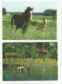 Kotieläimiä 2 kpl erä eläinpostikortti postikortti