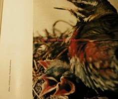 Laulava lintukirja - Lajinkuvaukset