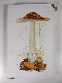 Retkeilijän sieniopas
