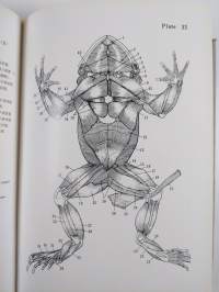 Illustrated Animal Anatomy - prepared by The Biological Society of Hiroshima University