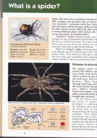 Amazing Facts about Australian Insects and Spiders. Vol. 5