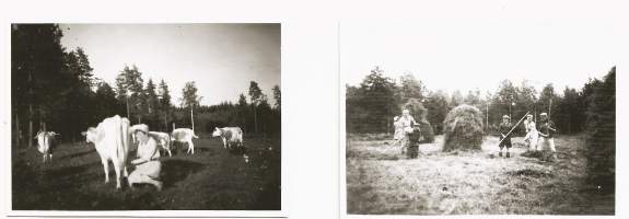 Sota-ajan työvelvollinen Joutsenon Ravanttilassa  valokuva 6x9 cm 2 kpl erä