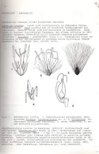 Suomen Sara-, Vihvilä- ja heinäkasvit. Cyperaceae, Juncaceae ja Poaceae