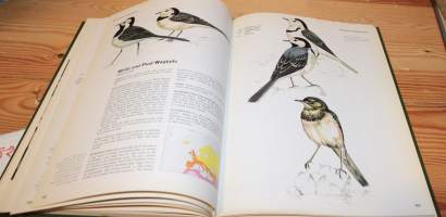 Birds of Heath and Woodland