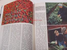 Uusi Nainen 1959 nr 7, Tea Ista, Suonenjoella Esko Paanasen Selänne tilalla viljellään mansikkaa