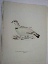 Tetrao urogallus, metso, uros talvella  Western Capercaillie, Riptjäder -painokuva Svenska fåglar
