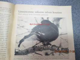 Metsästys ja kalastus 1966 nr 3, sis. mm. seur artikkelit; Suuret susivuodet vanhassa Oriveden pitäjässä, Grönlantia suomalaisen kalamiehen silmin,