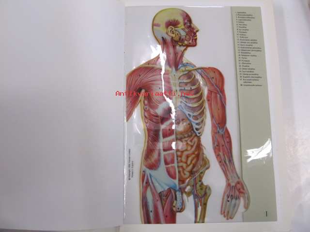 Ihminen Anatomia Ja Fysiologia