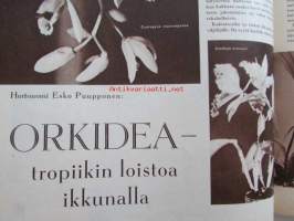 Kotiliesi 1958 nr 20 -mm. Hedelmätarhan jänisaita omasta valimosta, Kun isä lampun ostaa, Hortonomi Esko Puupponen Orkidea tropiikin loistoa ikkunalla, Pentti