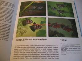 tietotoukka:  akvaario