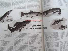 Kotiliesi 1965 nr 11  Kesäkuu 1965 -mm. Mikä nostaa lihan hintoja, Vajaamielinenkin lapsi on kodin jäsen, Lomaleirit kutsuvat jälleen väsyneitä äitejä,