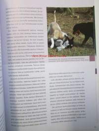 Pentu tulee taloon