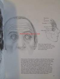 Drawing the human head