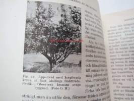 Rationell beskärning av fruktträd