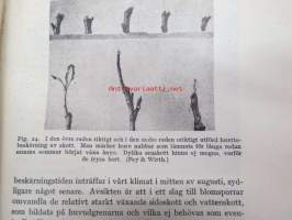 Rationell beskärning av fruktträd