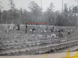 Twenty-five Years´ growth of Tangipahoa Parish, Louisiana 1885-1910 - Go South Young Man - Illinois Central Railroad Company´n jakama ja sponsoroima kirjanen