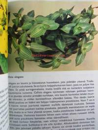 Kauneimmat huonekasvit. (Joka sivulla värikuva ja selitys kasvista)