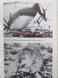 Luontokuvaajan polut -photography of nature