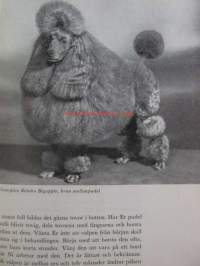 Pudel