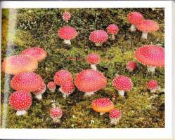 Vuoden luonnonkuvat 98 - Nature Photographs of the Year