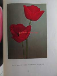 Loistokukkia
