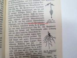 Morphologie und Organgraphie der Pflanzen (Sammlung Göschen)