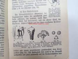 Morphologie und Organgraphie der Pflanzen (Sammlung Göschen)