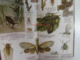 Schreibers kleiner atlas der INSEKTEN tausendiüssler und spinnen- Hyönteiset, tuhatjalkaiset ja hämähäkit, korennot