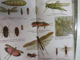 Schreibers kleiner atlas der INSEKTEN tausendiüssler und spinnen- Hyönteiset, tuhatjalkaiset ja hämähäkit, korennot