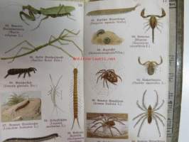 Schreibers kleiner atlas der INSEKTEN tausendiüssler und spinnen- Hyönteiset, tuhatjalkaiset ja hämähäkit, korennot