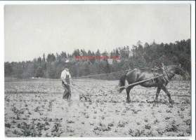 Osuuspankin Onnenkortti nro 149 Marraskuu 1988  / &quot;Sokerijuurikkaan harausta 1940-luvulla &quot; - postikortti kulkematon