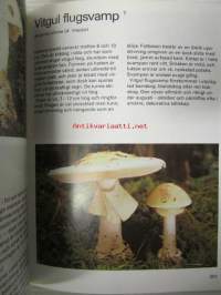 Svampar i skog och mark