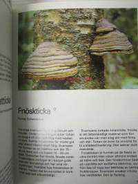 Svampar i skog och mark