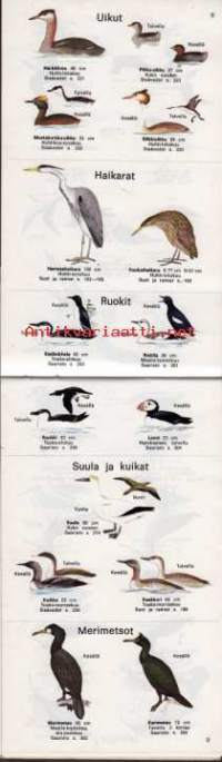 Pieni lintuopas, 1973.  Tässä kuvitetussa pienoisoppaassa on esitetty Suomen tavallisimmat linnut luonnossa tapahtuvan tunnistamisen avuksi.  Mukaan on valittu