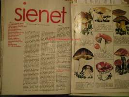 kotiliesi 1973 nr 15