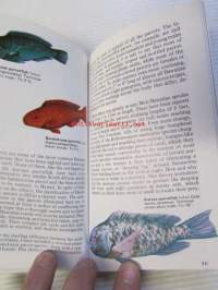 The many-splendored Fishes of Hawaii